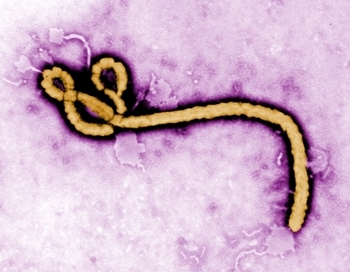 ebola-virus-cdc.jpg